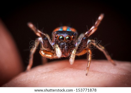 Happy Jumping Spider, Salticidae on hand