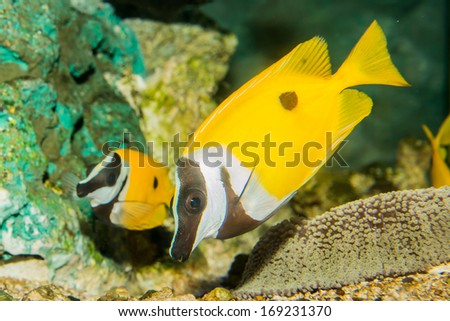 Butterfly fish in aquarium.