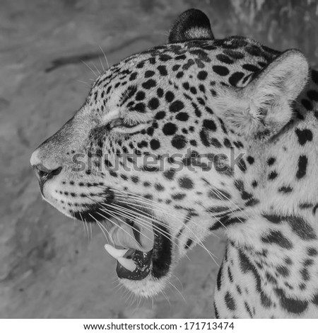 Jaguar head black and white.
