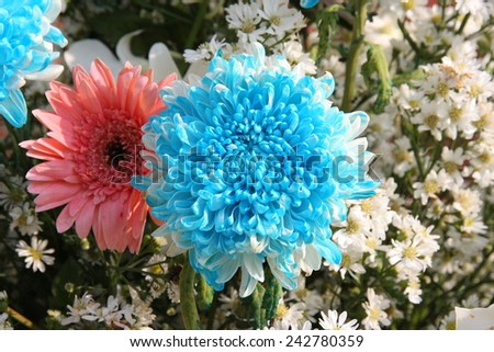 Daisy flowers Bright Blue Chrysanthemum Flowers and with small flowers.