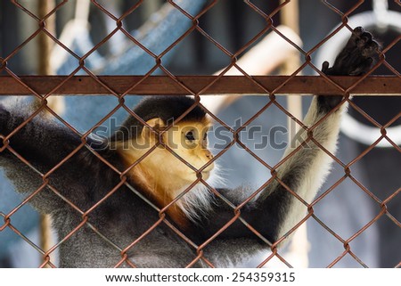 Sad monkey trapped in the cage at a zoo.