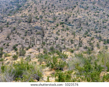 view of California desert (this is desert despite all the vegetation)