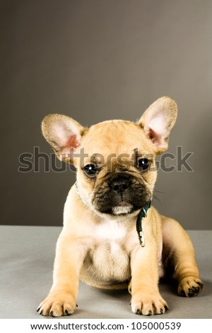 Six week old fawn colored French bulldog puppy, wearing a collar looking at the camera, in studio