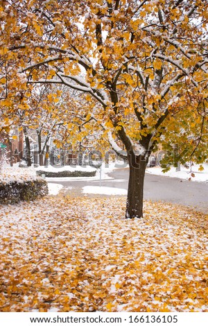 An early November snow fall in London Ontario Canada makes an interesting contrast of fluffy white snow on coloured leaves