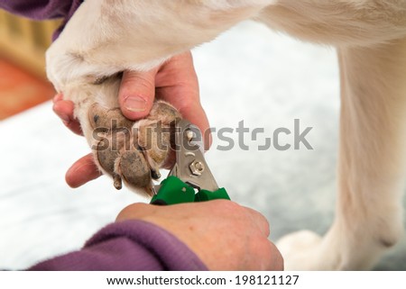 A dog groomer clips a dogs toe nails during a grooming session