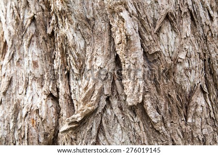 Close up of an old growth tree in the Medway Heritage forest, London Ontario Canada