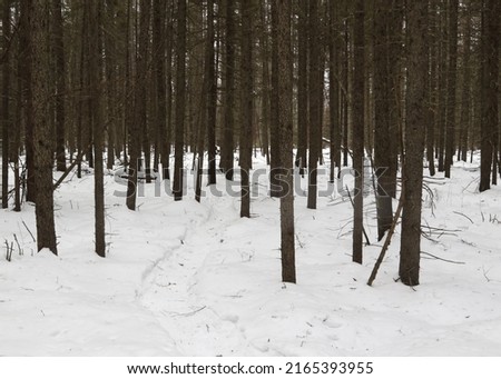 Winter at Dahlquist-Walker Memorial Forest, Winterberry Bog, Sax-Zim Bog, northern Minnesot Zdjęcia stock © 