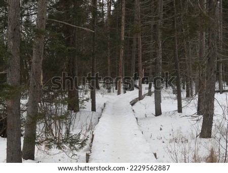 Winter at Warren Woessner Bog Sax-Zim Bog, Minnesota Zdjęcia stock © 