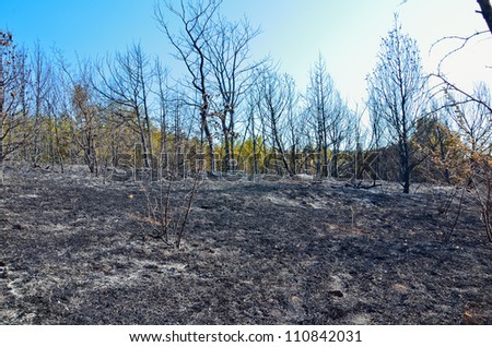 Remains of burned trees in the mountains.
