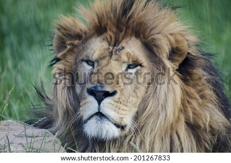 The Lion king proud portrait wilderness wild hair