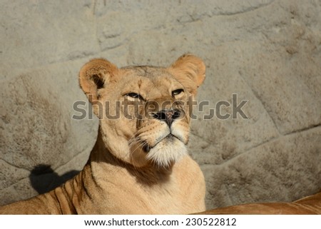 The big Lion King