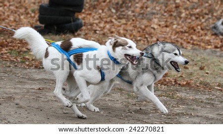 Kharkov, UKRAINE - November 15, 2014: Irina Kasinova at Bikejoring with two dogs Women's 3100 m at Sled dogs dry land race Autumn Cup - 2014