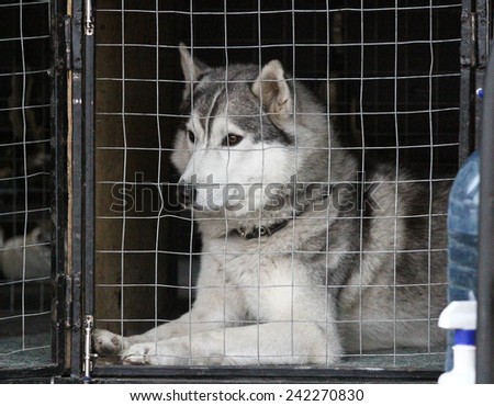 Kharkov, UKRAINE - November 15, 2014: Dogs rest in cages after Sled dogs dry land race Autumn Cup - 2014