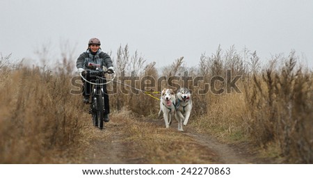 Kharkov, UKRAINE - November 15, 2014: Irina Kasinova at Bikejoring with two dogs Women\'s 3100 m at Sled dogs dry land race Autumn Cup - 2014