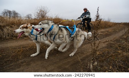 Kharkov, UKRAINE - November 15, 2014: Irina Kasinova at Bikejoring with two dogs Women's 3100 m at Sled dogs dry land race Autumn Cup - 2014
