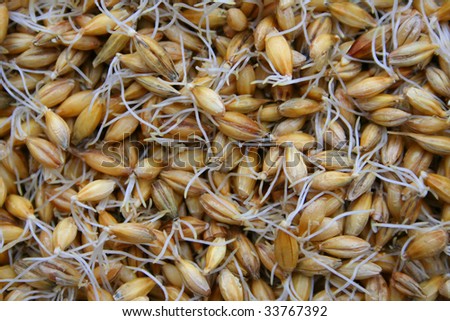 sprouted barley