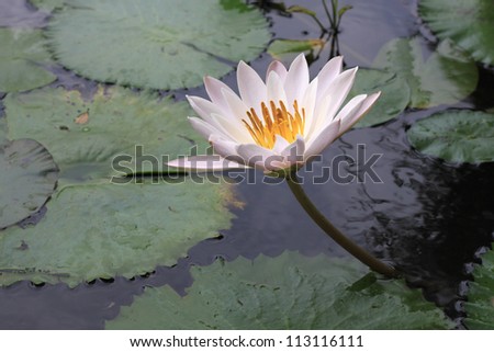 wonderful water lily color pink and white in pool , leaf lotus