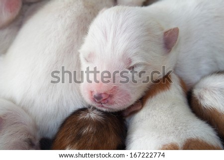white dog newborn to sleep