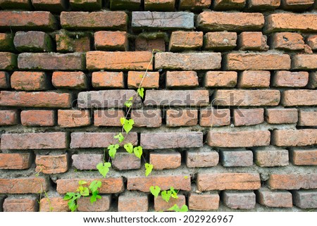 old brick art and leaf color green
