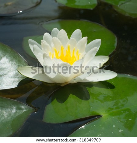 white lily floating on a water