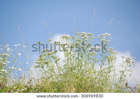 Flowers in the meadow