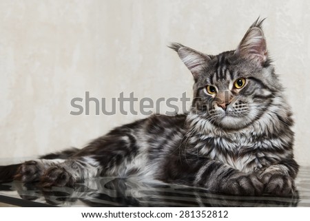 Black tabby maine coon cat with yellow eyes and big lynx posing on glass table