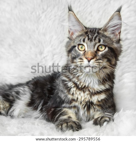 Black tabby maine cone cat posing on white background fur