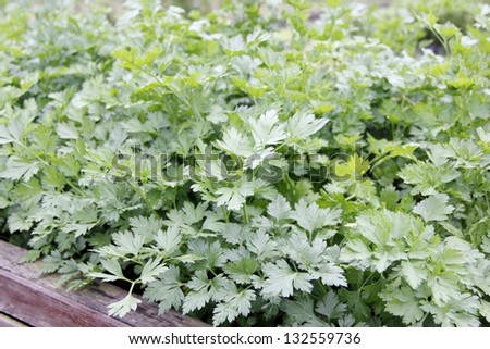 A bed of cilantro house plant in the garden