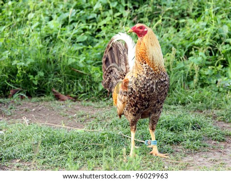 A rooster in agricultural field for fighting cocks