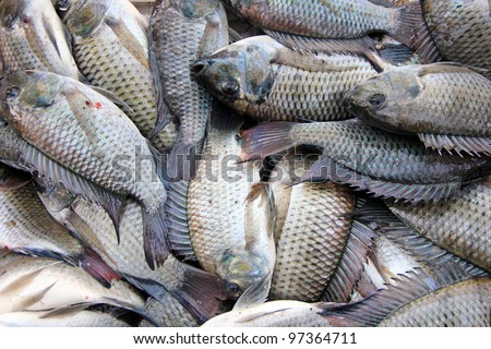Newly catch bunch of Tilapia fish in the Philippines