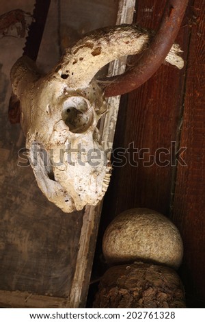 ram's skull still life