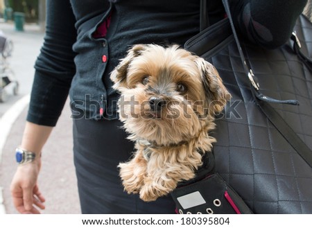 Adorable yorkshire terrier inside shoulder bag carrier of a woman on the street in Paris.