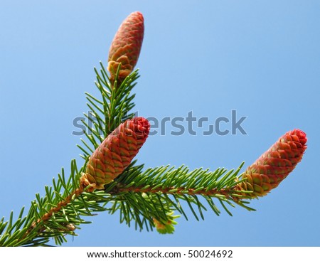 Fir branch with young cones isolated over blue