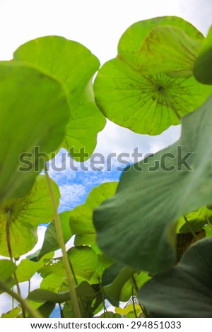 Worm Eye View lotus pond