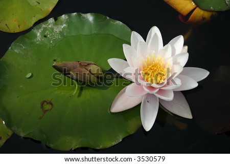 Flower and Lily Pad