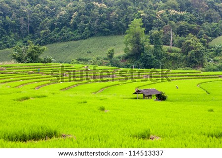 Landing of Rice fields, The one place in Thailand. This rice fields it is a methods of farming at  North of Thailand.