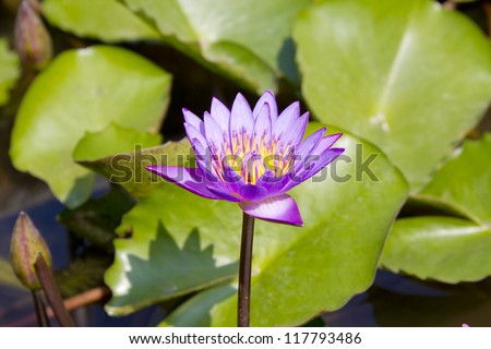 Stock Photo: Purple day blooming water lily amid beautiful green lily pads.
