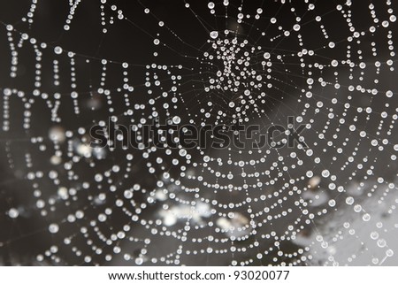Water pearls on a spider web in black and white
