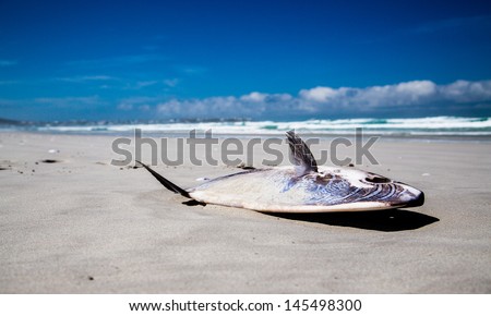 Stranded Mola Mola Sunfish A stranded Mola Mola Sunfish lying on the beach. In contrast it is a bright shiny day with blue skies.