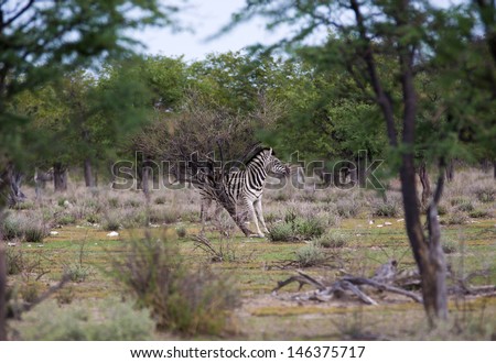 Zebra scratching it\'s back A zebra standing against a skew tree, scratching it\'s back