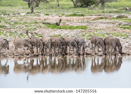 Zebras drinking in line A number of zebras standing in line and drinking water