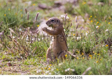 Ground squirrel eating grass A ground squirrel sitting upright in a grass and flower field, eating some grass