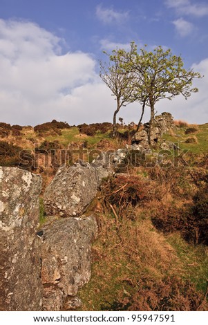 An old wall and trees in Dartmoor down in Devon.