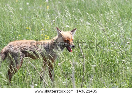 The hungry wild fox hunts on a spring meadow