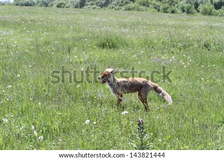 The hungry wild fox hunts on a spring meadow