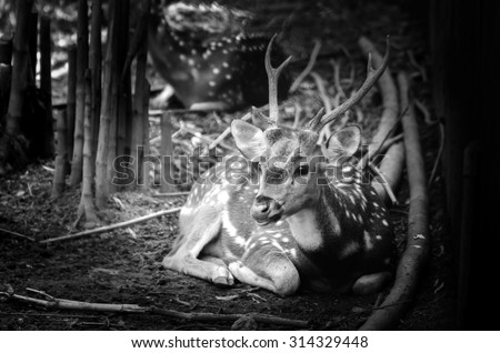 Deer in nature. Black and white photo