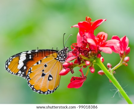 Butterfly in flower garden. (Danaus chrysippus ; Plain Tiger)
