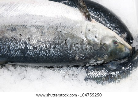 Salmon fish in a box with ice