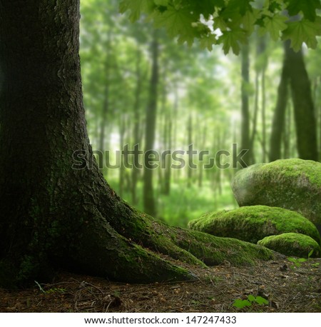 Forest landscape with mossy stones and old tree
