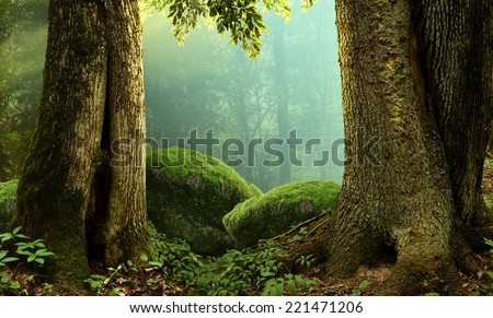Forest landscape with old massive trees and mossy stones